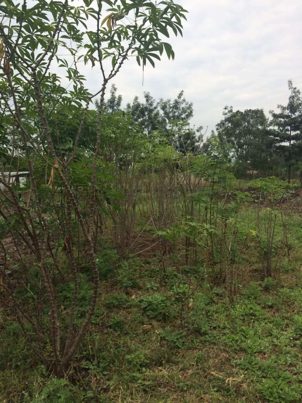 Aanplanting bomen
