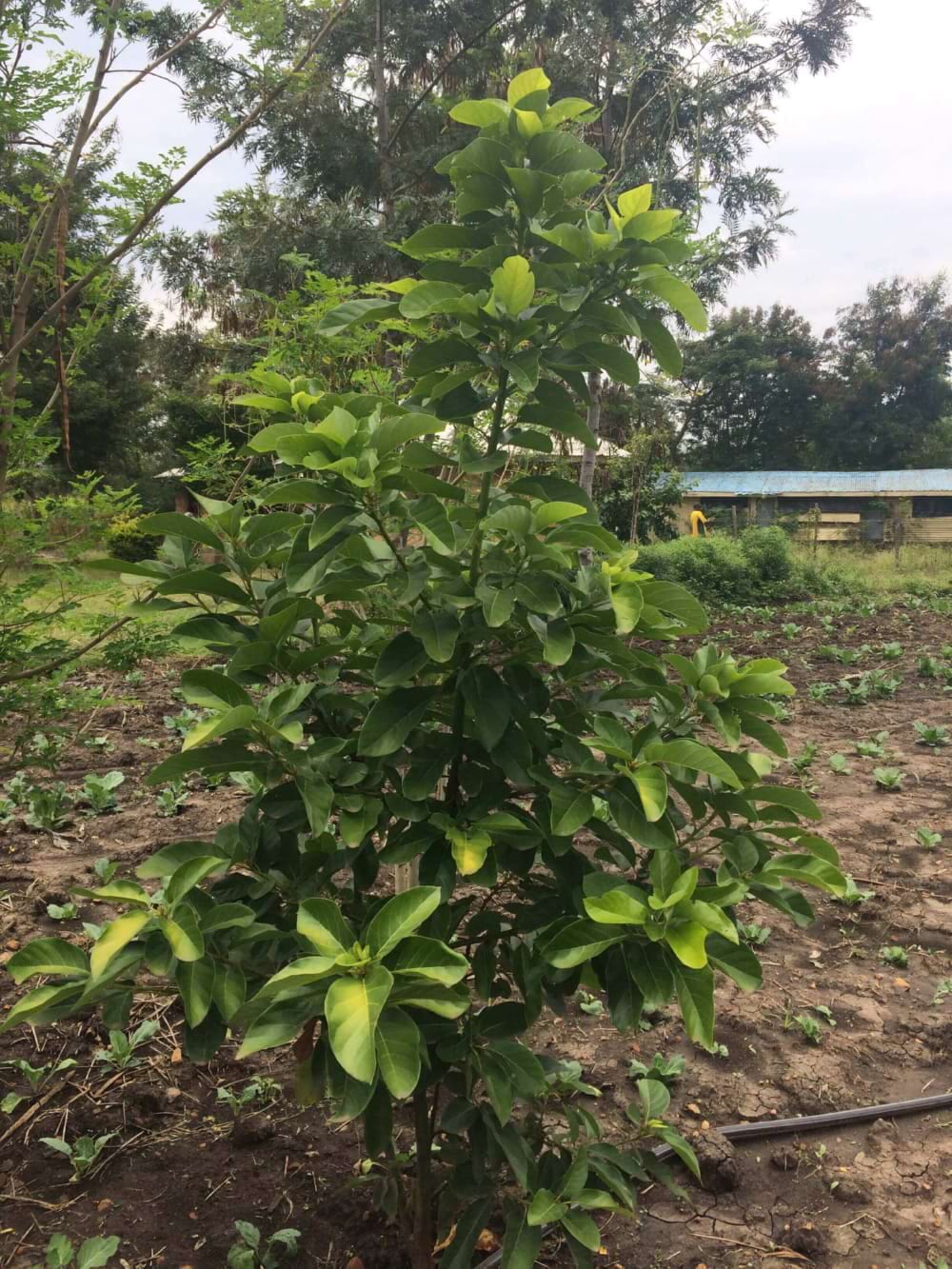 Aanplanting bomen