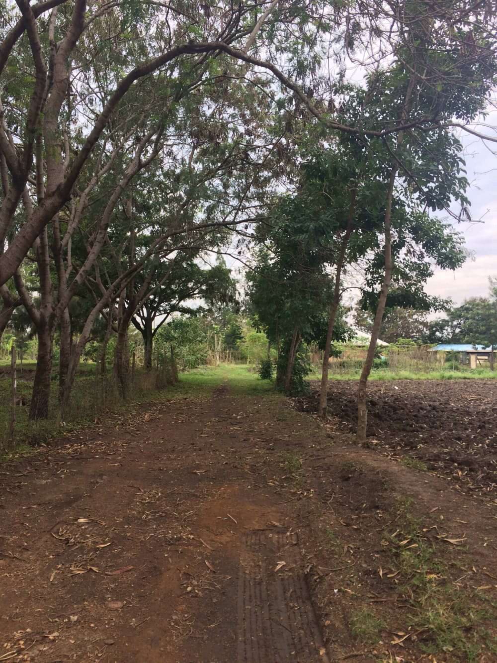 Aanplanting bomen