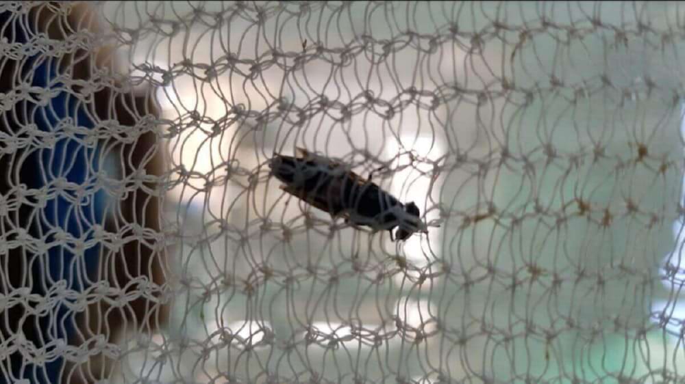 Kweek en verkoop van Black Soldier Fly