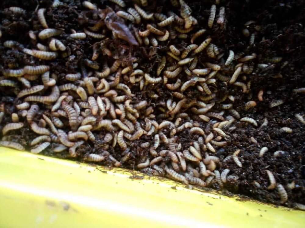 Kweek en verkoop van Black Soldier Fly