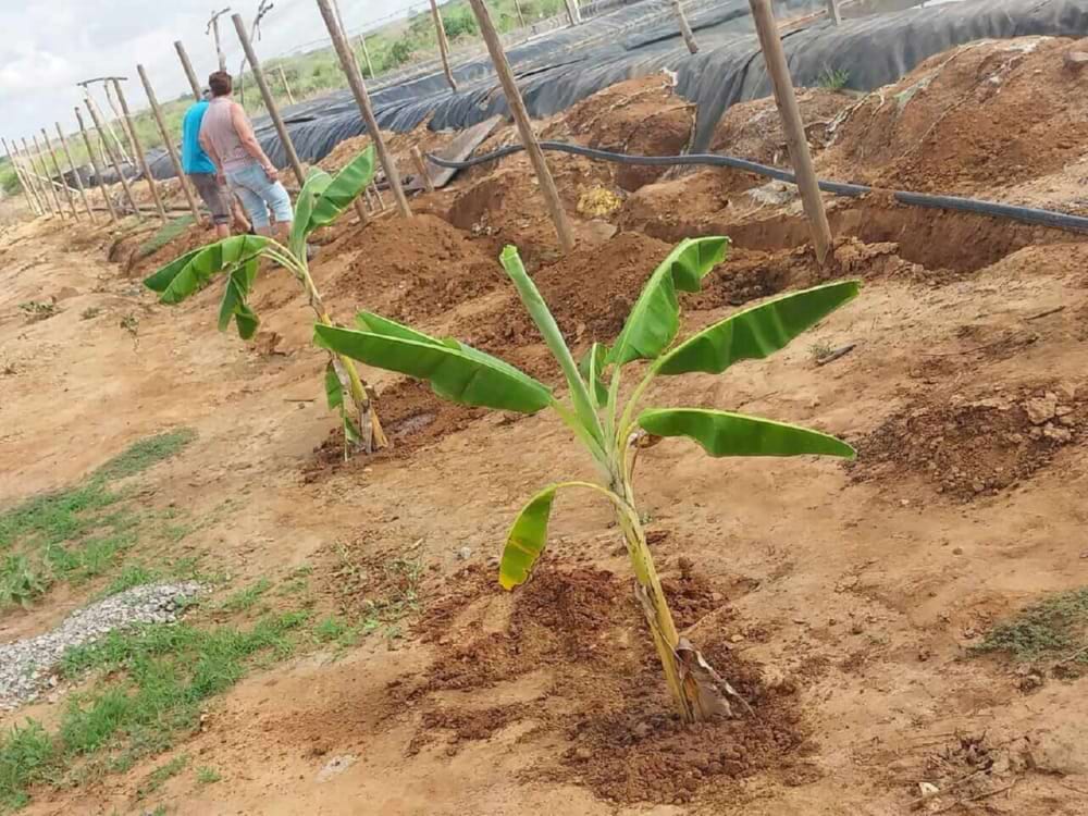 Aanplanting bomen