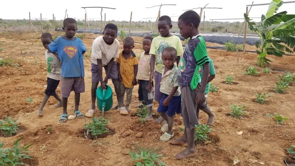 Aanplanting bomen